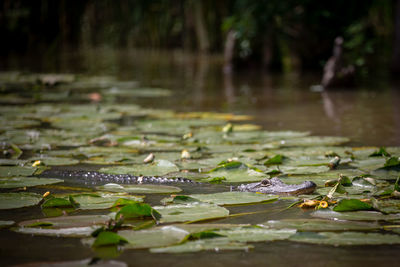 Water drops on leaves floating on lake