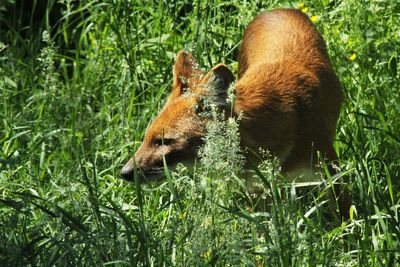 High angle view of fox on field