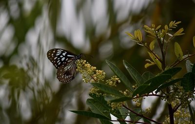 Close-up of butterfly pollinating flower