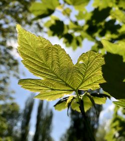 Close-up of maple leaves on branch