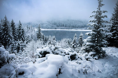 Scenic view of snow covered tree during winter