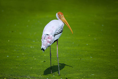 Stork standing on grass