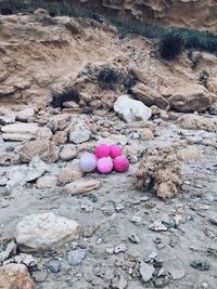 High angle view of pink flowers on rock