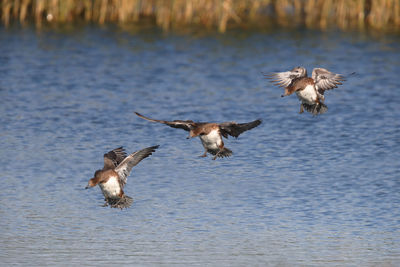 Birds flying over lake