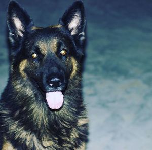 Close-up portrait of dog