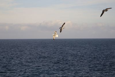 Seagull flying over sea against sky