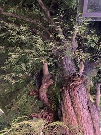 View of tree trunks in forest