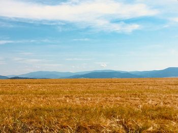 Scenic view of field against sky