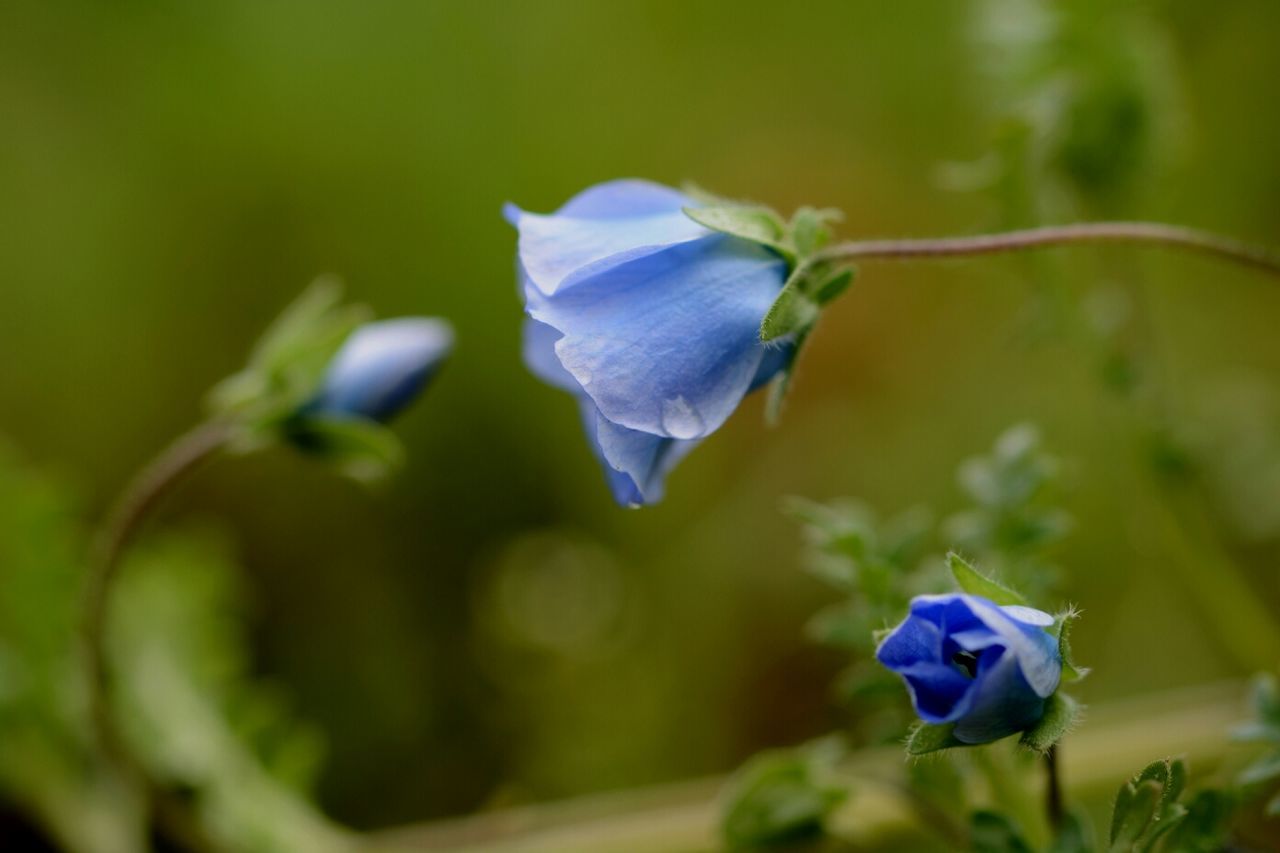 flower, purple, freshness, fragility, petal, growth, flower head, focus on foreground, close-up, beauty in nature, plant, blooming, nature, selective focus, blue, stem, in bloom, blossom, leaf, outdoors