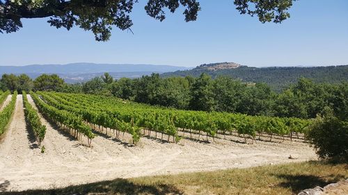 Scenic view of vineyard against clear sky