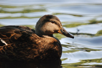 Beautiful view of a duck floating in the lake krefeld, germany in