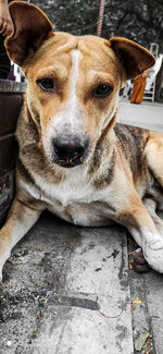 Close-up portrait of dog relaxing outdoors