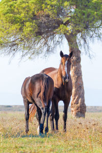 Horses in a field