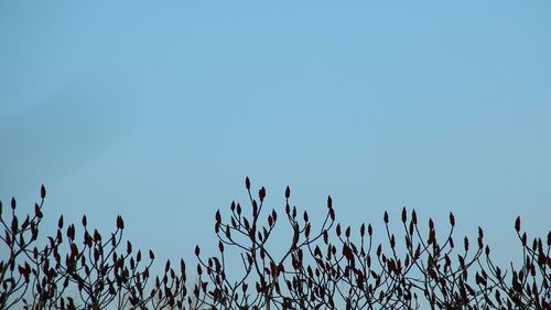 Flowers against clear sky