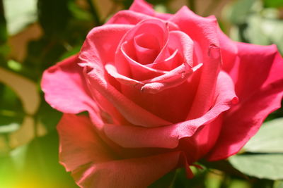 Close-up of red rose