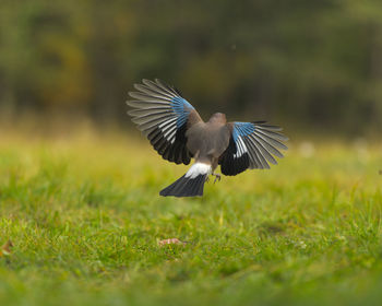 Bird flying over grass