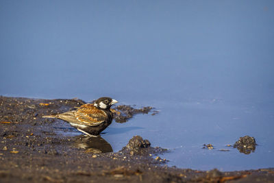 Bird on a lake