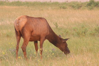 Elk standing in a field