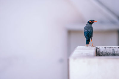 Close-up of bird perching on retaining wall