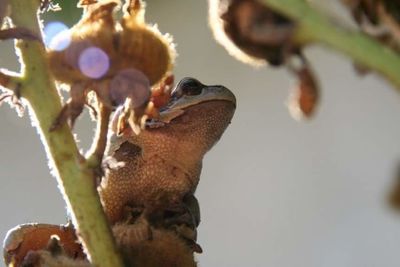 Close-up of an animal