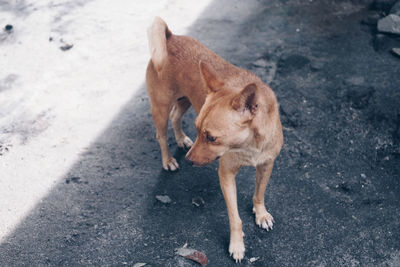 High angle view of dog on road