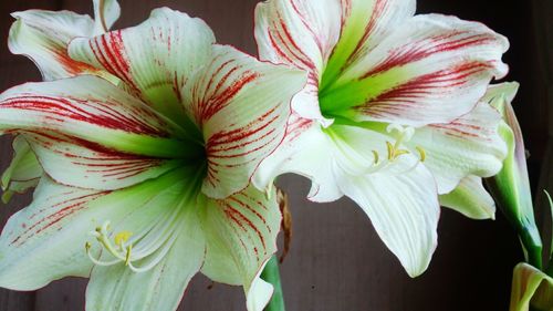 Close-up of flowers