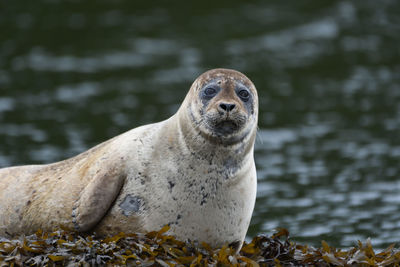 Portrait of an animal
