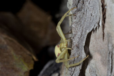 Close-up of insect on tree trunk