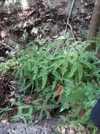 Close-up of ivy growing on tree in forest