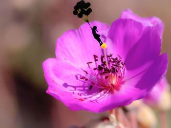 Close-up of pink flower