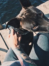 Low section of woman with dog in water