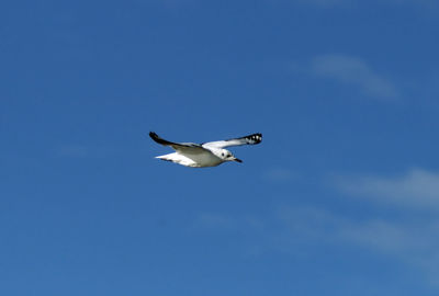 Low angle view of seagull flying in sky