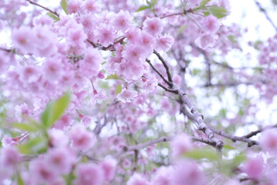 Low angle view of pink flowers blooming on tree