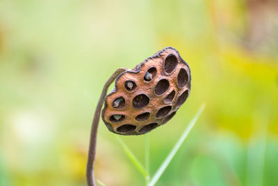 Close-up of lotus pod