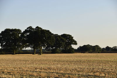 Trees on field against clear sky