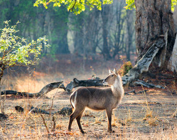 Side view of giraffe against trees