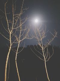 Low angle view of illuminated tree against sky at night