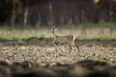 The roe deer looking for the food on the field