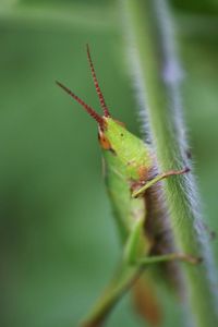 Close-up of insect on leaf