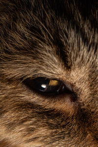 Close-up of dog eye