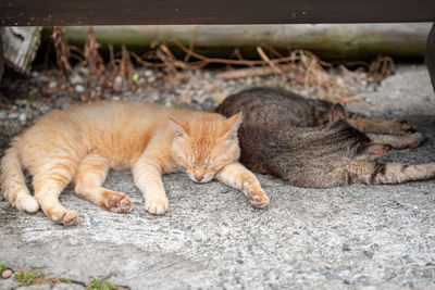 Full length of a cat resting