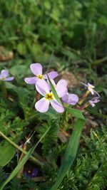 Close-up of purple flowers blooming