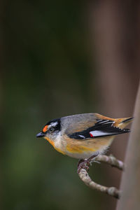 Close-up of bird perching