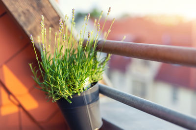 Close-up of plant growing outdoors