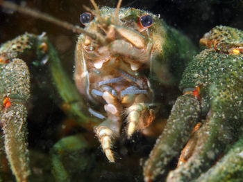 Close-up of crab in sea