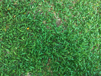 Full frame shot of plants growing on field