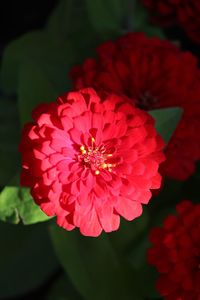 High angle view of red flower blooming outdoors