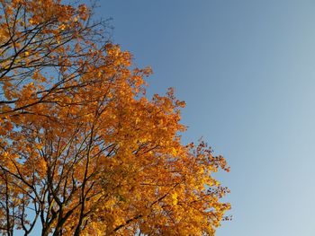 Low angle view of autumnal tree against clear sky