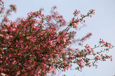 Low angle view of pink flowers blooming on tree against sky