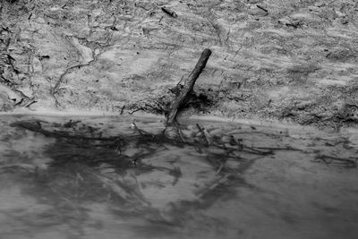 High angle view of dead tree on shore
